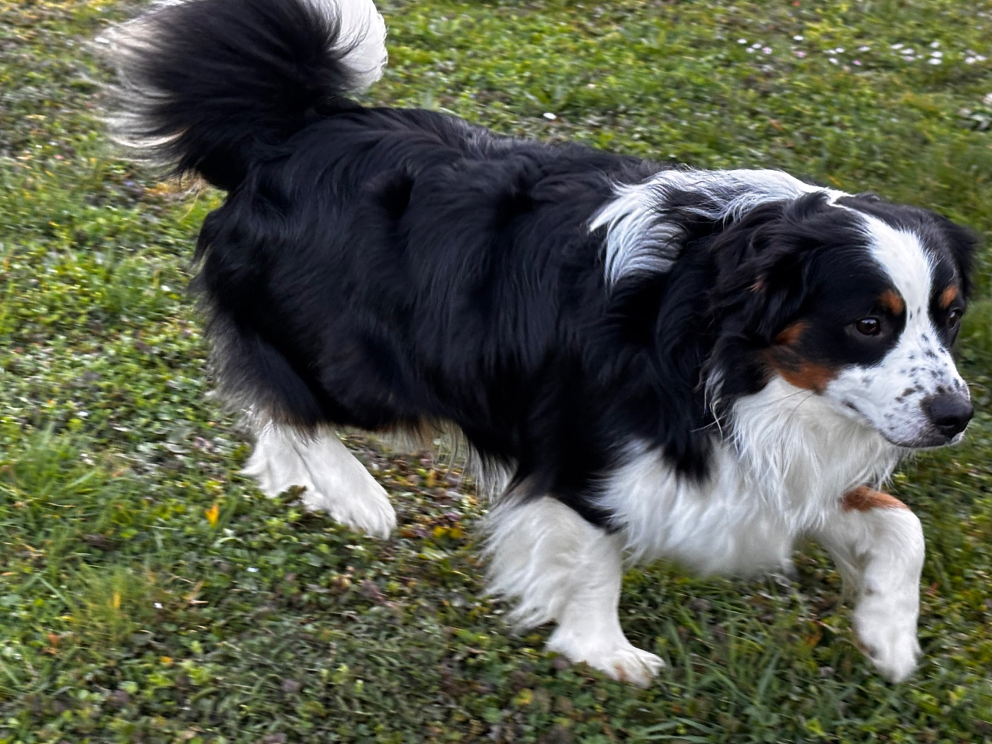 Vent de liberté Viking des Romarins de Mayerling