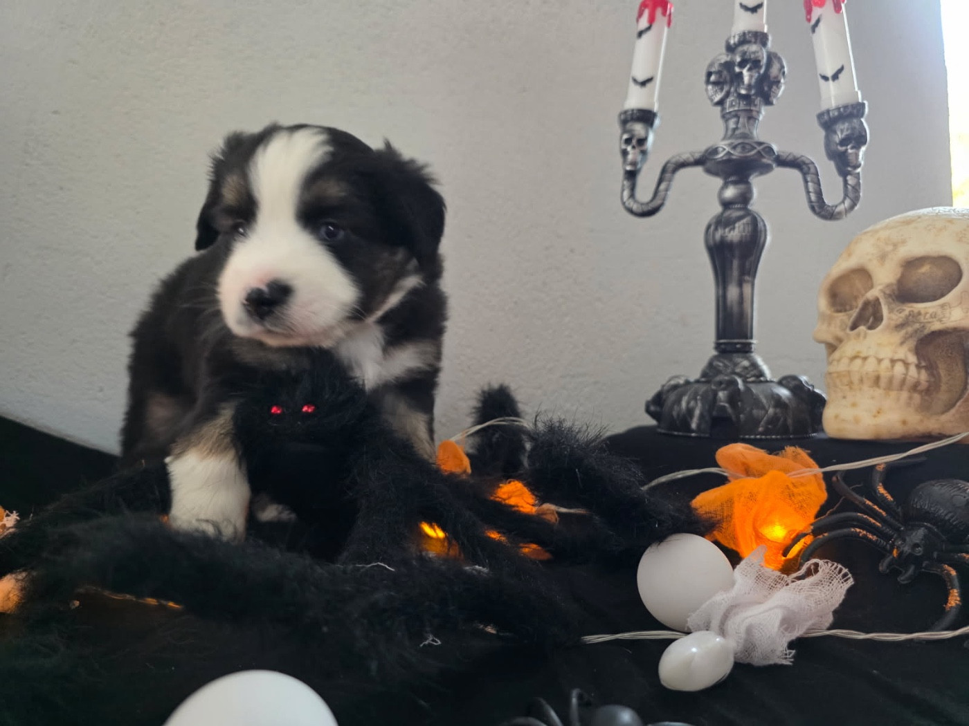 Fabien Dette - Chiots disponibles - Berger Américain Miniature 