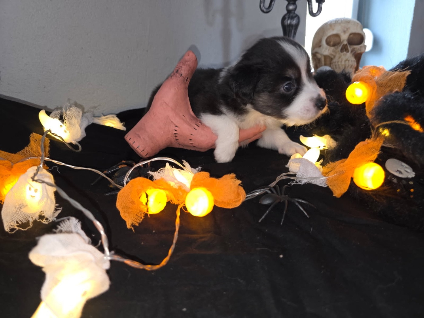 Fabien Dette - Chiots disponibles - Berger Américain Miniature 