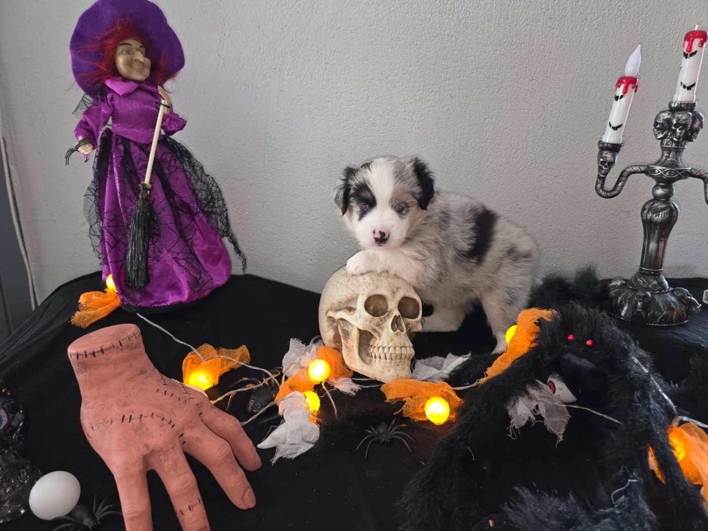 Fabien Dette - Chiots disponibles - Berger Américain Miniature 