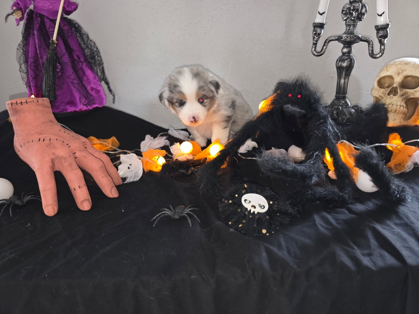 Fabien Dette - Chiots disponibles - Berger Américain Miniature 