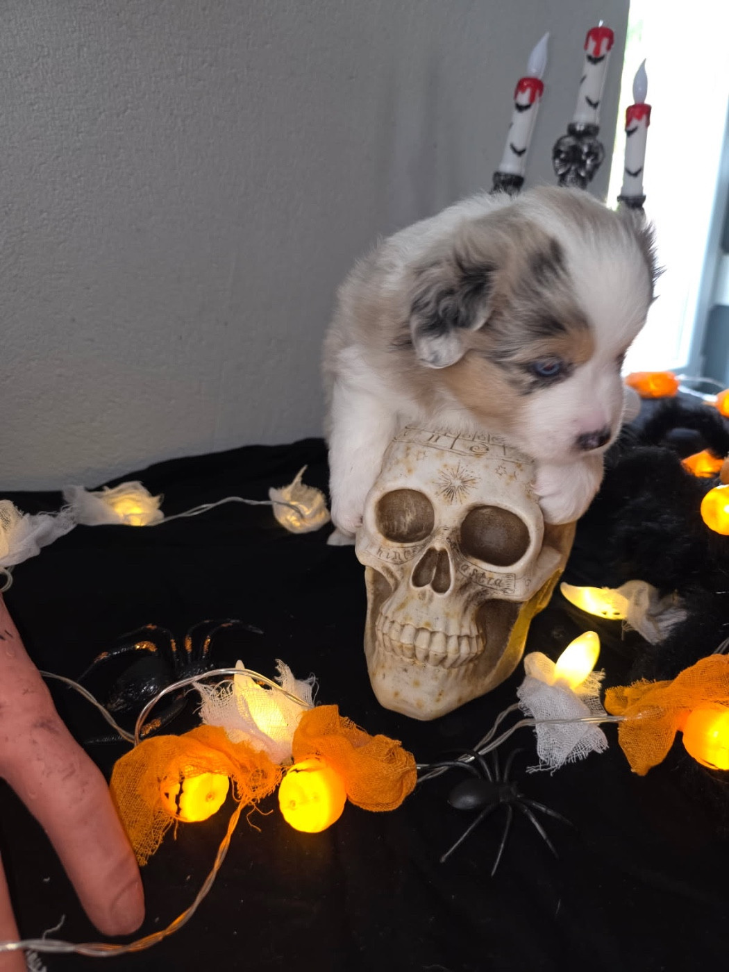 Fabien Dette - Chiots disponibles - Berger Américain Miniature 