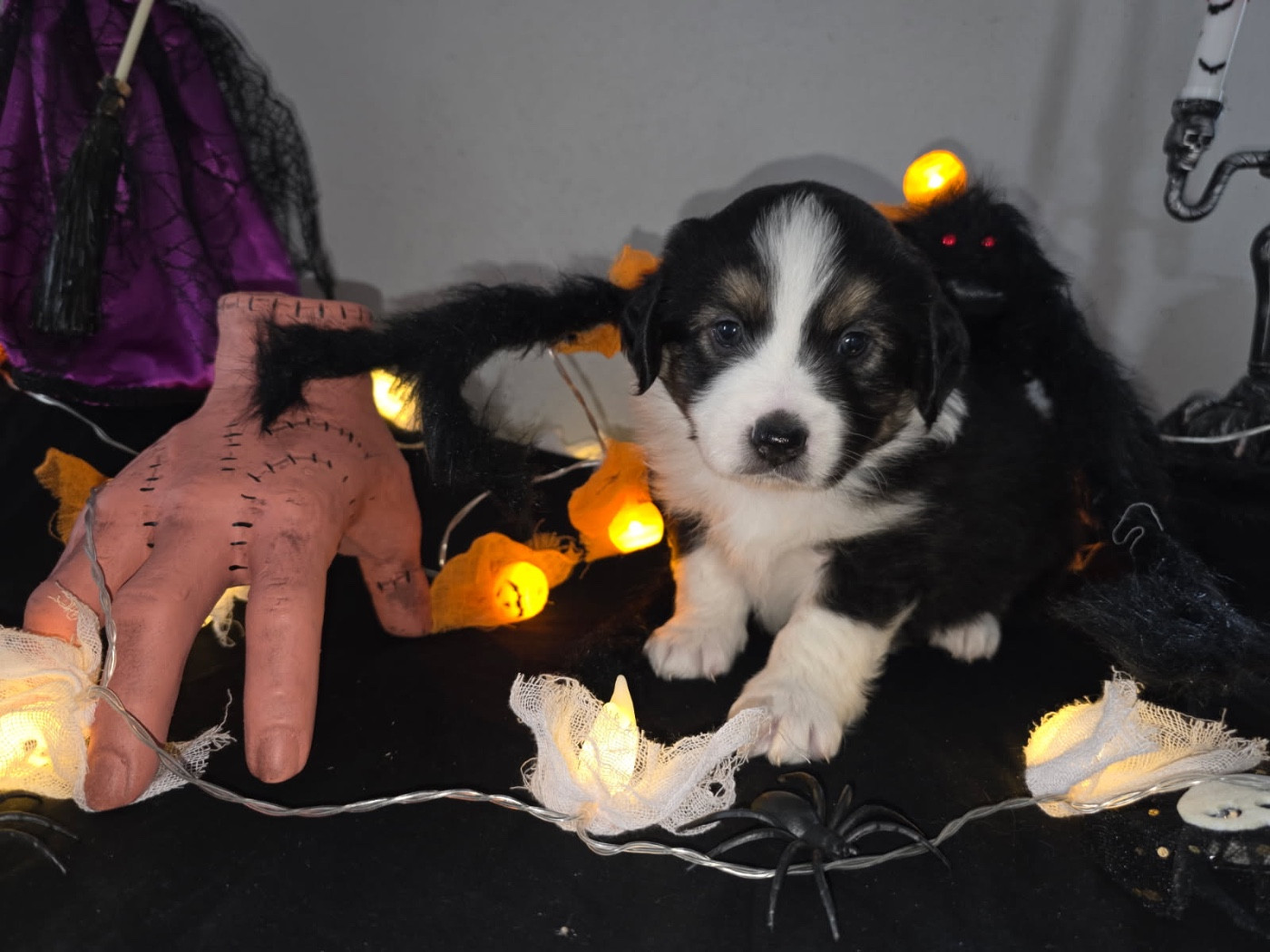 Fabien Dette - Chiots disponibles - Berger Américain Miniature 