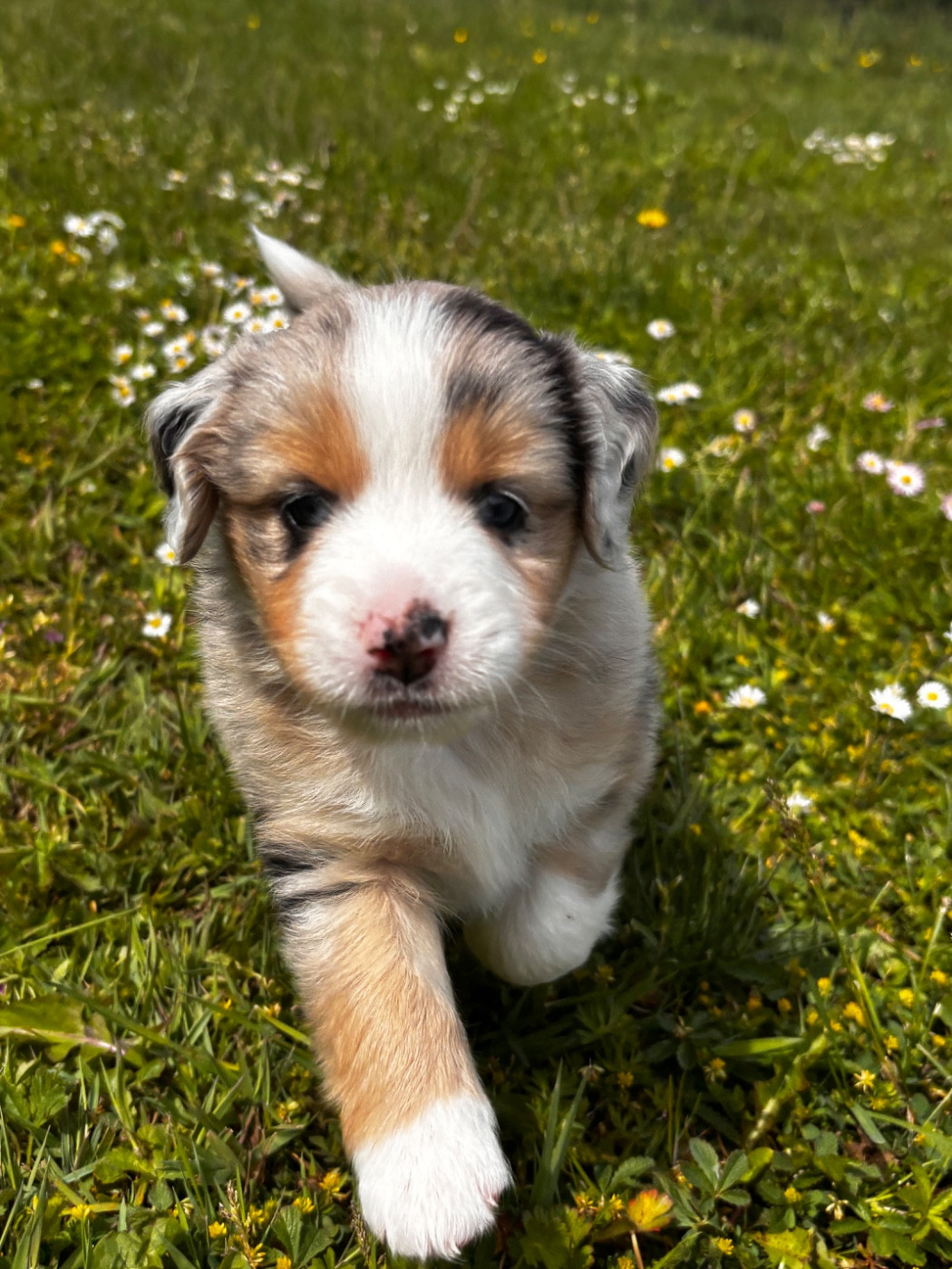 Fabien Dette - Chiots disponibles - Berger Américain Miniature 