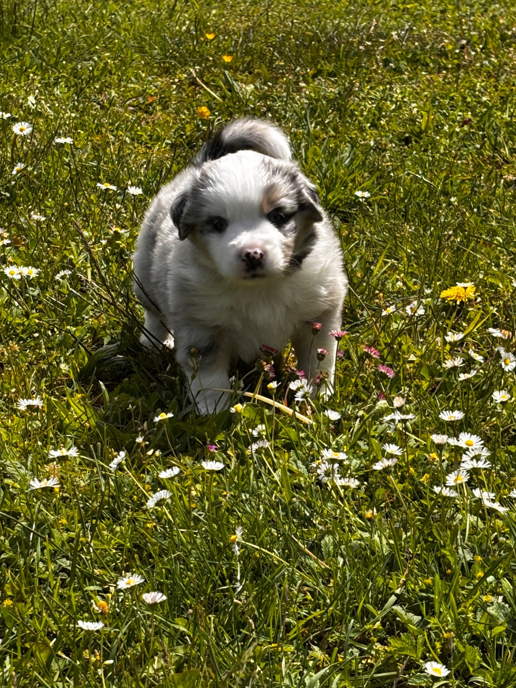Fabien Dette - Chiots disponibles - Berger Américain Miniature 