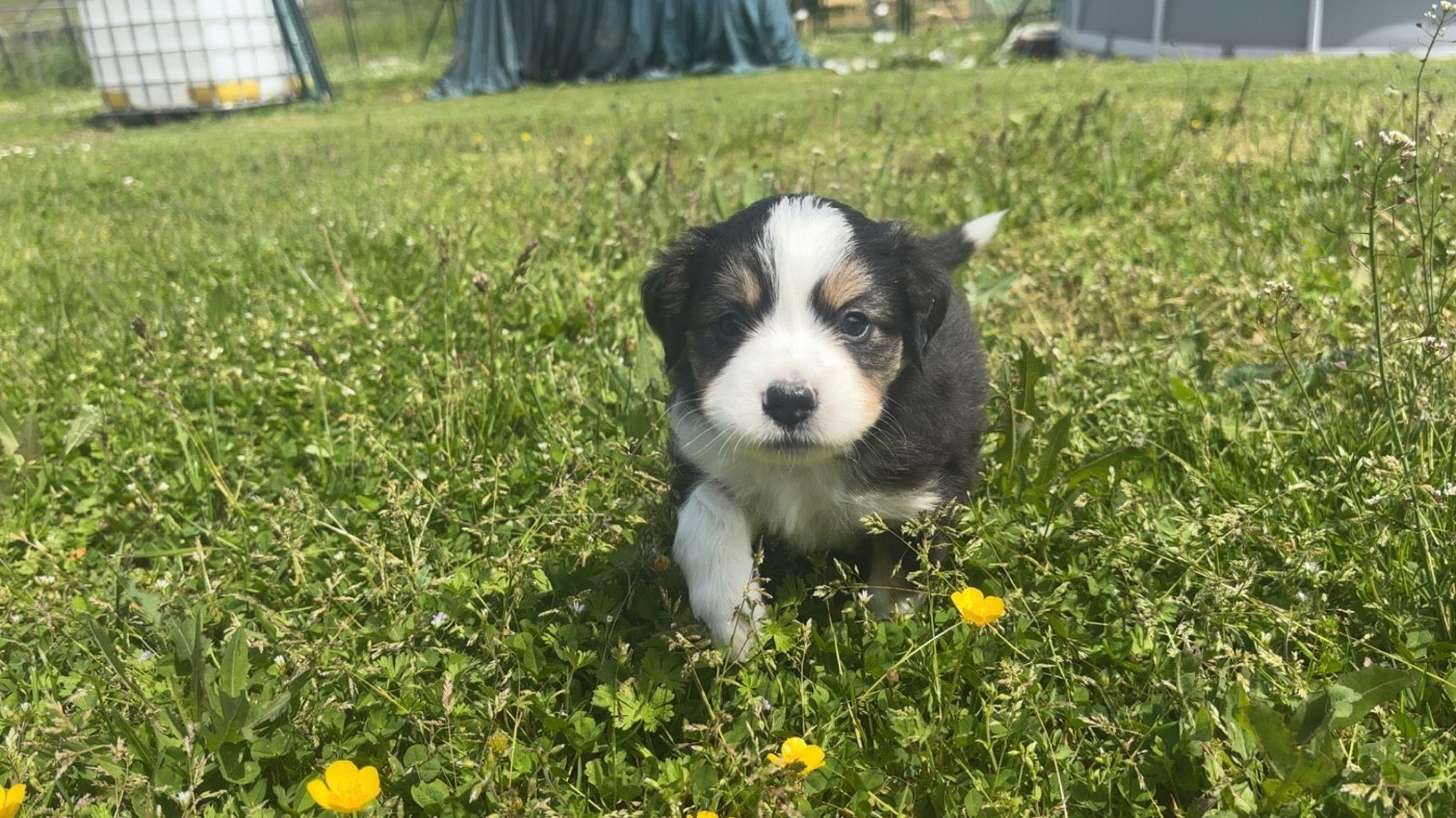 Fabien Dette - Chiots disponibles - Berger Américain Miniature 