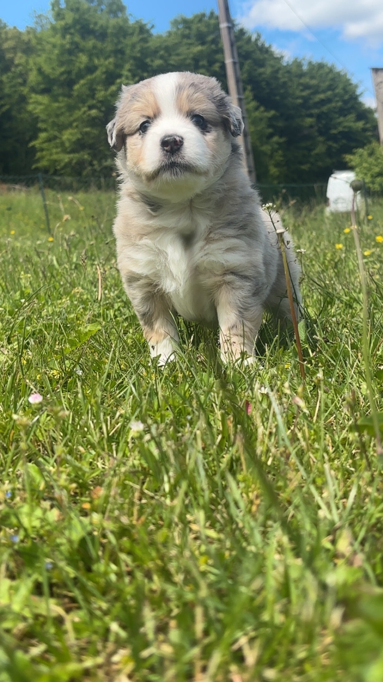 Fabien Dette - Chiots disponibles - Berger Américain Miniature 