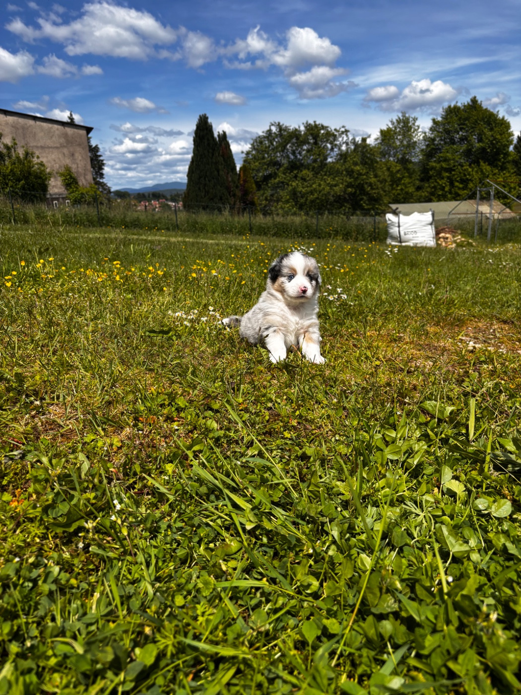 Fabien Dette - Chiots disponibles - Berger Américain Miniature 