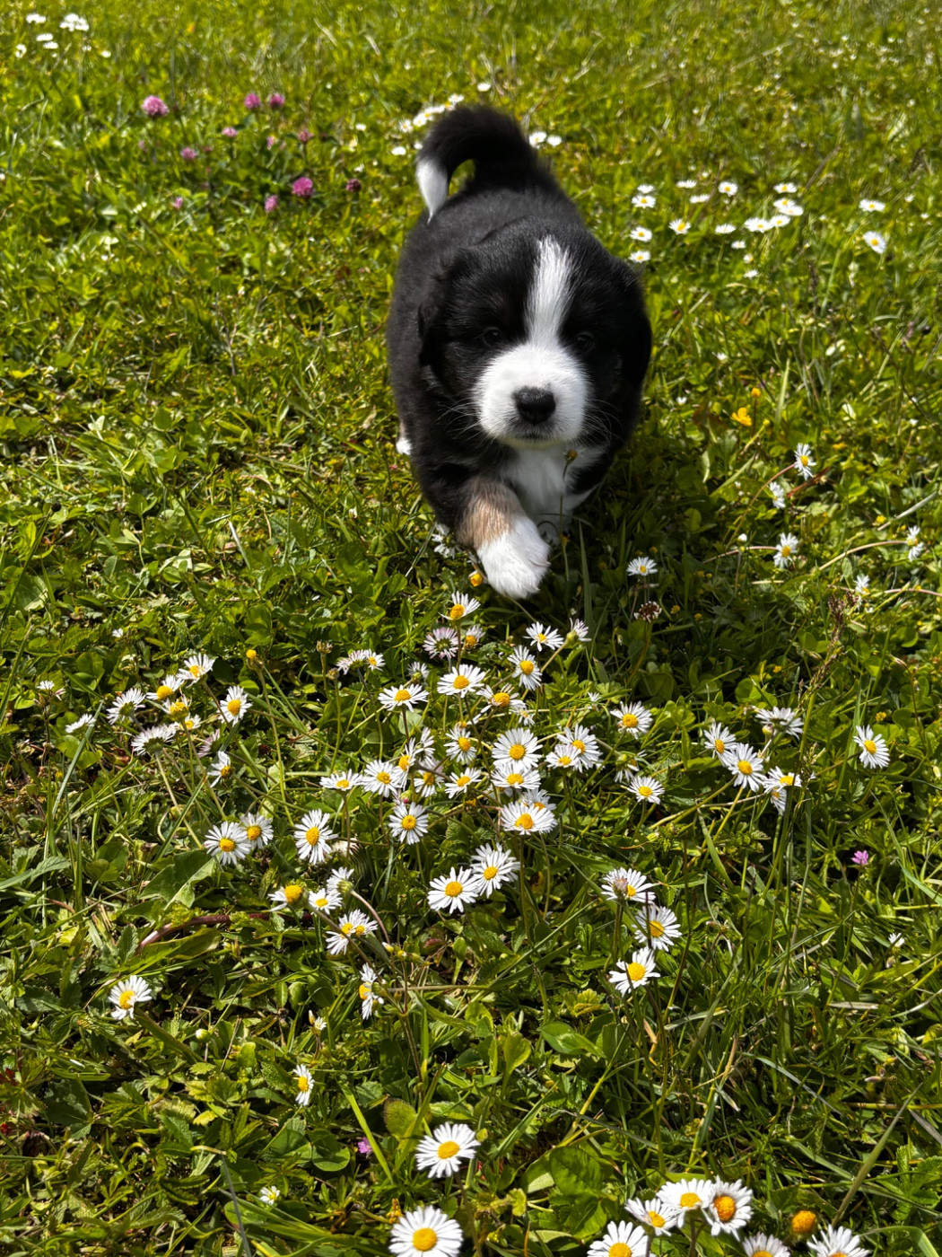 Fabien Dette - Chiots disponibles - Berger Américain Miniature 