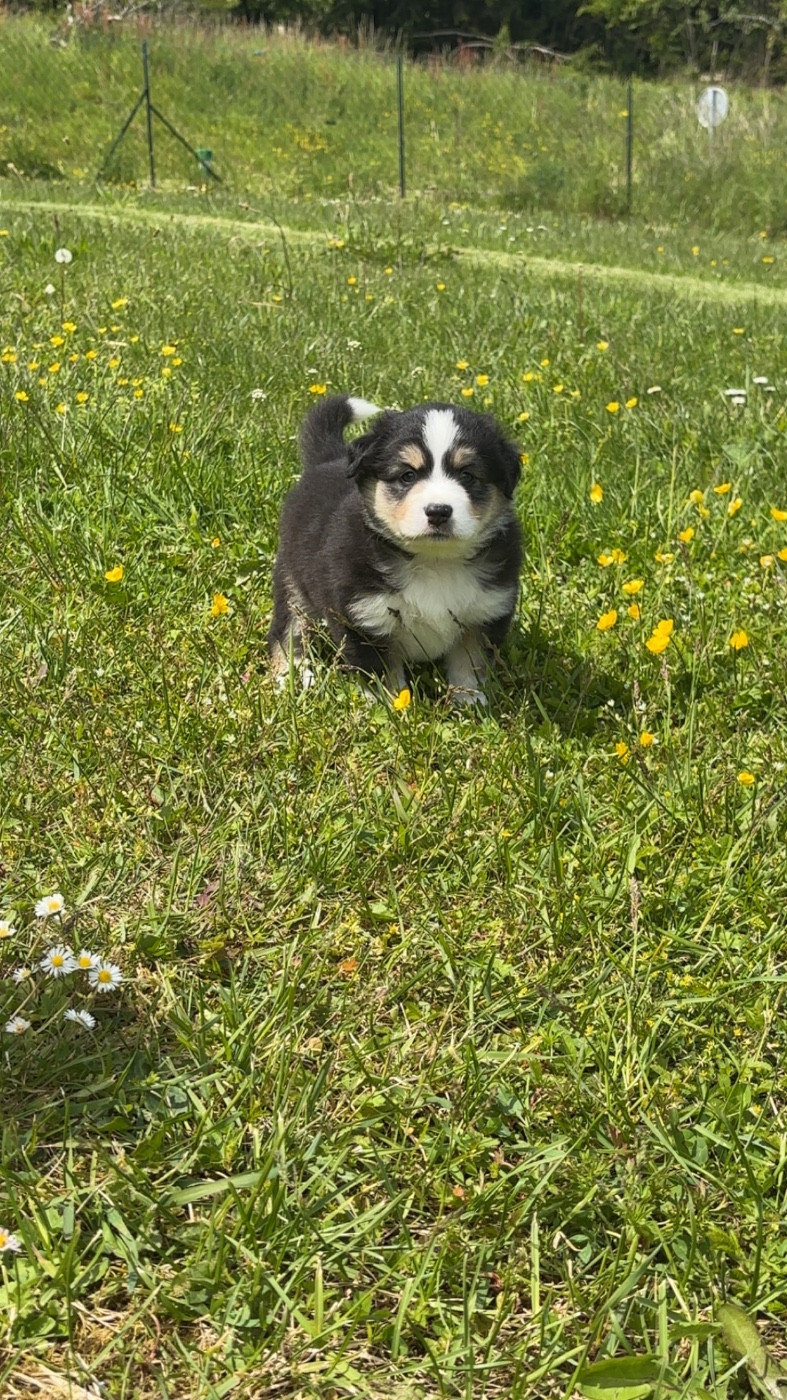 Fabien Dette - Chiots disponibles - Berger Américain Miniature 
