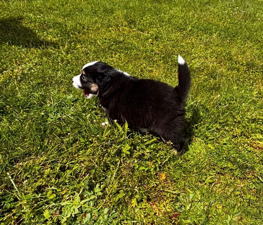 Fabien Dette - Chiots disponibles - Berger Américain Miniature 