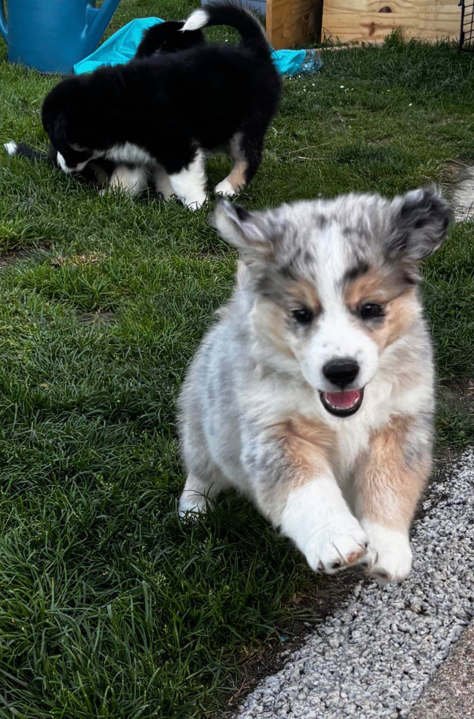 Fabien Dette - Chiots disponibles - Berger Américain Miniature 