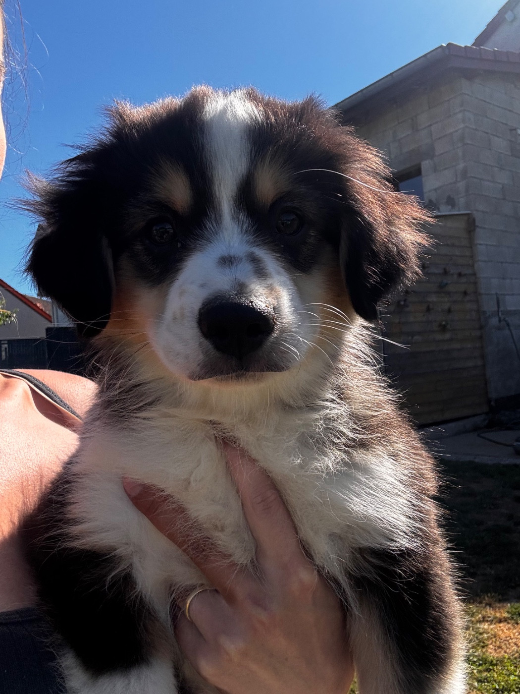 Fabien Dette - Chiots disponibles - Berger Américain Miniature 