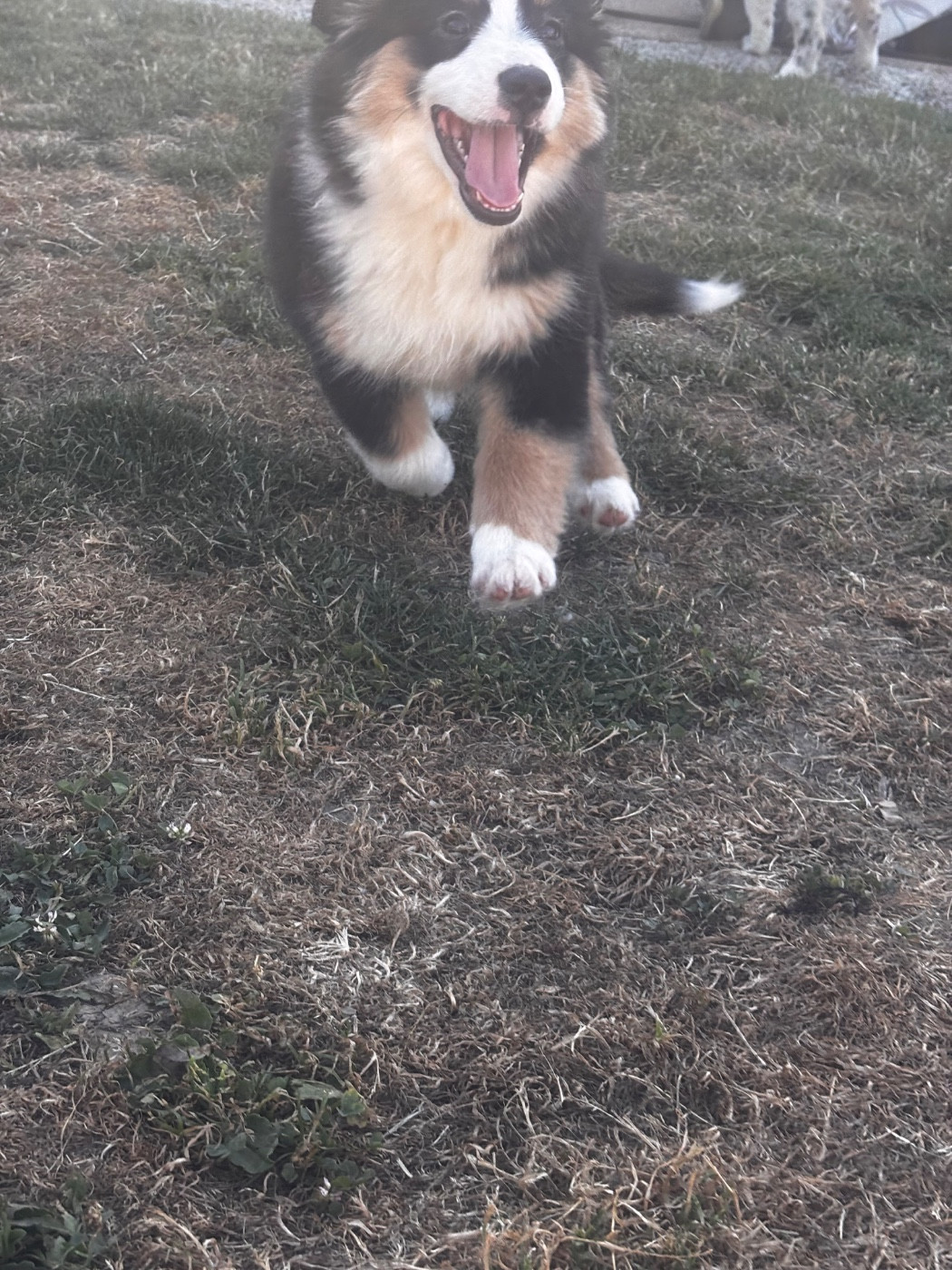 Fabien Dette - Chiots disponibles - Berger Américain Miniature 