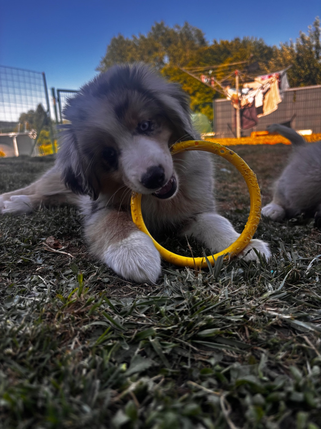 Fabien Dette - Chiots disponibles - Berger Américain Miniature 