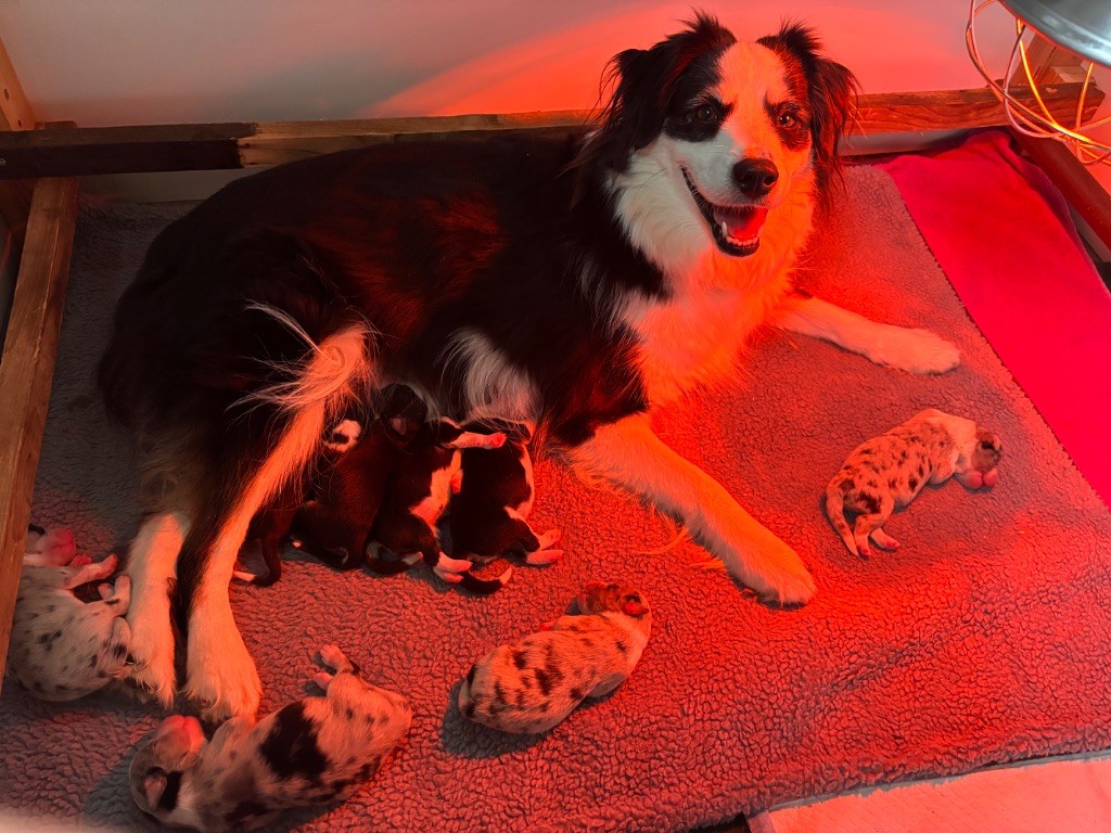 Fabien Dette - Berger Américain Miniature  - Portée née le 23/09/2025